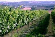 The Le Marche Italian Table: A Regional Food & Wine Experience - 2 Times: 12 Noon or 2:00 PM